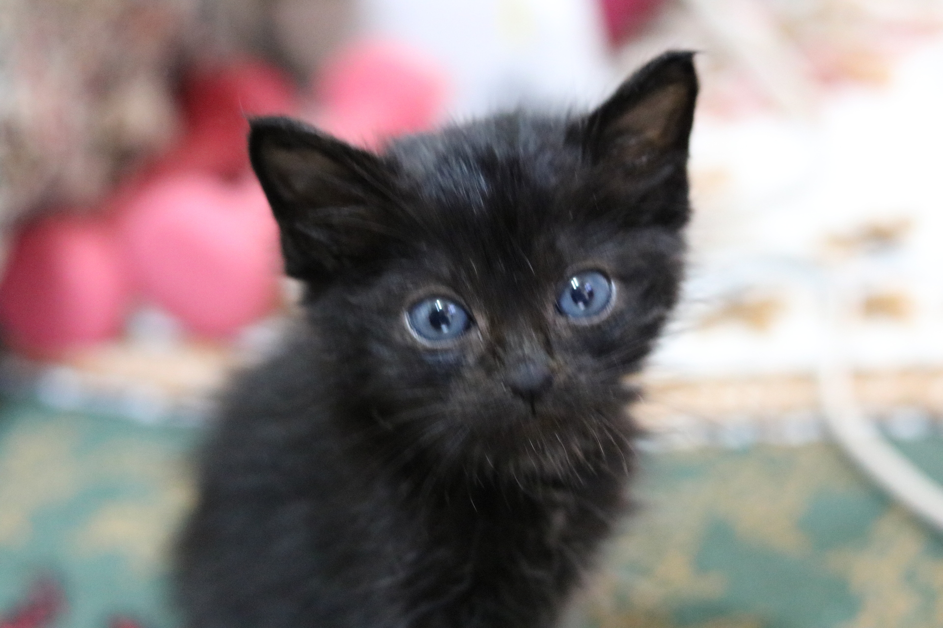キトンブルー 黒猫ノワール日記